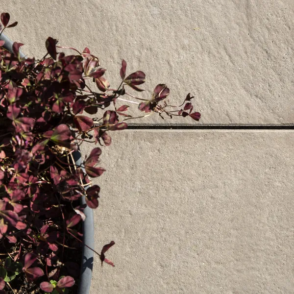 Helle Nougat AC, heller, betongheller, steinheller, helleflis, hageflis, steinflis